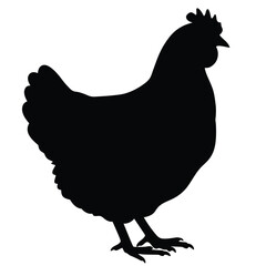 Black chicken silhouette standing white bird