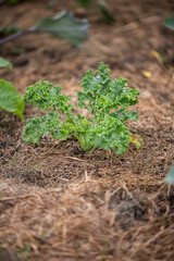 Junger Grünkohl im Bauerngarten auf Mulchschicht