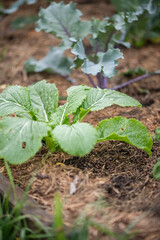 Junge Chinakohlpflanzen im Bauerngarten auf gemulchtem Boden
