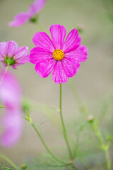 Fototapeta premium Schmückkörbchen in kräftigem Pink – Kosmeen im sommerlichen Garten