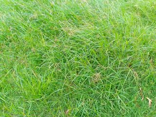Healthy Green Grass with Varied Shades and Natural Texture
