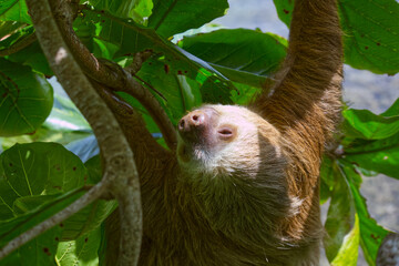 A closeup of a three-fingered sloth resting on a tree branch in the Costa Rican jungle next to the Caribean coastline