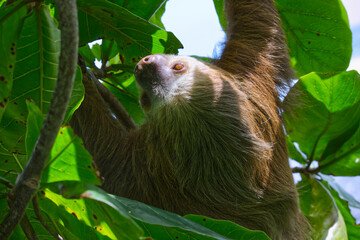 A closeup of a three-fingered sloth resting on a tree branch in the Costa Rican jungle next to the Caribean coastline