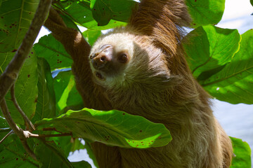 A closeup of a three-fingered sloth resting on a tree branch in the Costa Rican jungle next to the Caribean coastline