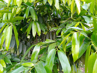 Large Tree with White Peeling Bark in Sunlit Park Surrounded by Green Foliage and Scattered Litter