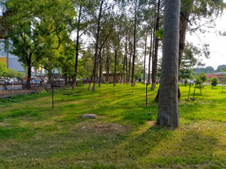 Large Tree with White Peeling Bark in Sunlit Park Surrounded by Green Foliage and Scattered Litter