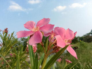 Blooming Pink Flowers with Green Leaves Against Blue Sky and Soft Cloud Background