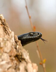 Naklejka premium Black Snake Hiding in Tree Bark Outdoors