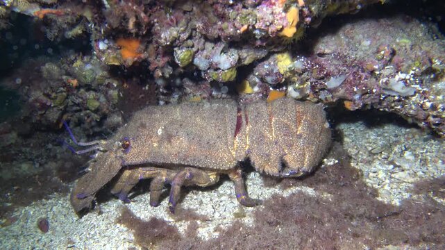 cigarra en la isla del toro por la noche