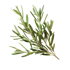 Fototapeta premium Fresh rosemary sprig, close-up