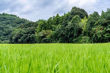 夏の緑と青い空