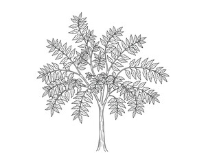 Intricate black and white tree drawing, showcasing detailed leaves and branch structure. Vector illustration.