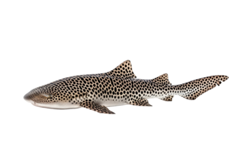 A spotted shark, displaying a unique pattern of dark and light spots, is featured against a pure black backdrop.