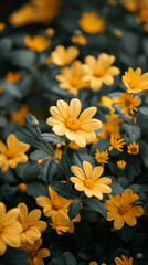 Obraz premium yellow chrysanthemum flowers