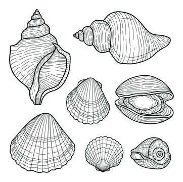 Detailed line art drawing of various seashells. A perfect nautical themed design element.