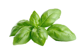 Fototapeta premium Fresh green basil leaves herb culinary ingredient aromatic flavorful cooking food ingredient isolated on transparent background