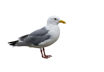 A solitary seagull, profile view, against a stark black background, showcasing its plumage and subtle gray tones.