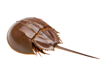 A detailed close-up shot of a horseshoe crab, showcasing its intricate shell and pointed tail.