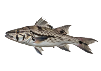 A striking image of a fish, showcasing its intricate patterns and delicate fins against a stark black backdrop.