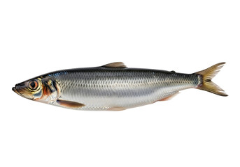 Fototapeta premium A single, whole herring fish, displayed against a stark black backdrop, showcasing its detailed scales and form.