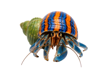 Vibrant close-up of a colorful hermit crab, showcasing its intricate shell patterns and detailed appendages against a stark black background.