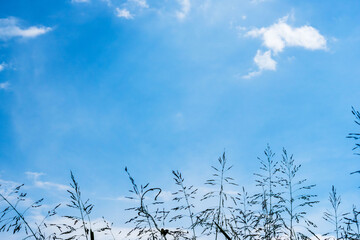 夏の空　午後の空と雲と夏草11
