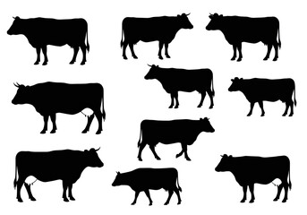 Collection of diverse cow silhouettes showcasing natural farm life, ideal for agricultural and livestock branding, design elements, and educational materials.