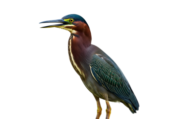 A striking profile of a green heron, showcasing its intricate plumage in rich tones against a pure black backdrop.