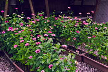 pink flowers in a garden