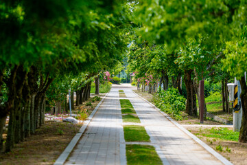 A view of the Gyeongju Millennium Forest trail in Korea in spring, covered in lush green leaves.