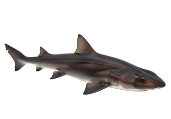 Fototapeta premium A dark-grey shark, with sharp fins, is showcased against a black background.