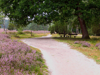 The heathland in the B&uuml;senbach Valley