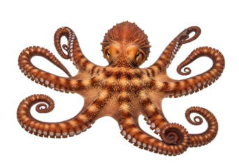 A detailed close-up of an octopus against a black background, showcasing its intricate patterns and spiraled tentacles.