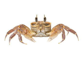 Detailed close-up of a crab, showcasing its intricate shell patterns and detailed appendages against a pure black backdrop.