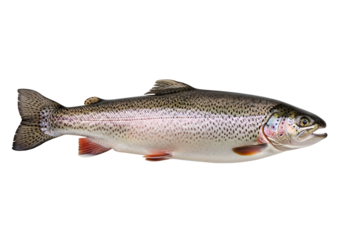A whole rainbow trout is presented against a stark black background, highlighting its detailed scales and vibrant colors.
