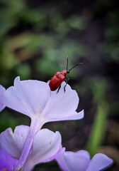 beetle on flower Beetle soft in the garden on a leaf small insects