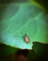 Beetle soft in the garden on a leaf small insects © MacroTale