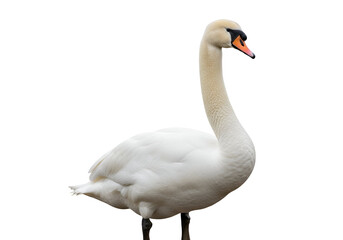 A magnificent white swan, its elegant profile presented against a pure black backdrop, showcasing detailed plumage and a graceful neck.