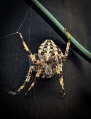 spider on the wall cross Spider insect on a dark background