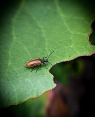 Beetle soft in the garden on a leaf small insects