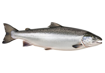 Naklejka premium Full view of a silvery-gray salmon against a striking black backdrop.