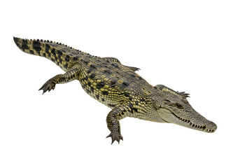 Naklejka premium Striking close-up of a young crocodile, showcasing its intricate, mottled pattern against a stark black background.