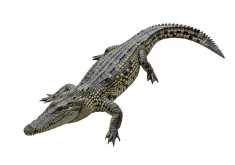 Obraz premium A meticulously detailed, full shot of a young crocodile, showcasing its intricate scales and powerful physique against a dark backdrop.