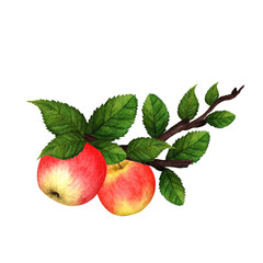 Watercolor composition of red ripe apples and green juicy leaves. Set of ripe red apples and green leaves,summer apple bouquets