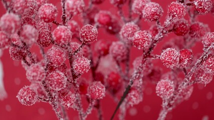 christmas red berries on red background - Powered by Adobe