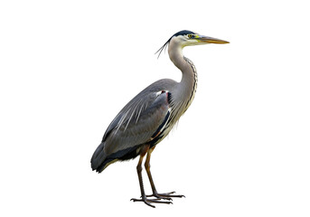 Obraz premium A gray heron stands tall against a black backdrop, showcasing its elegant plumage and attentive posture.