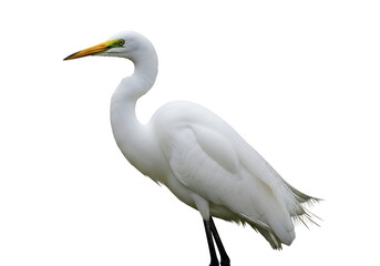 Fototapeta premium A side view of a regal egret, showcasing its pristine white plumage against a stark black background.