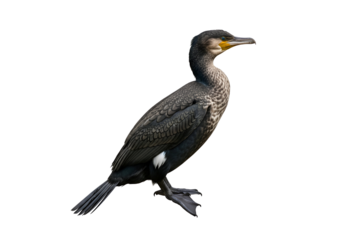 A side view of a cormorant, showcasing its intricate plumage and detailed features against a pure black background.