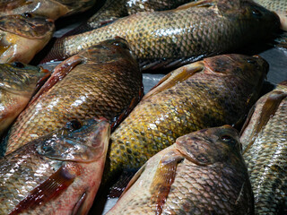 Fresh Nile Tilapia Display on Market Stall.