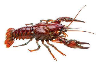 Detailed close-up view of a vibrant crayfish, showcasing its intricate patterns and textures against a stark black backdrop.